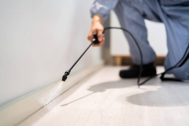 Licensed Ant Control service in Kingsville, TX - Nex Pest Control
